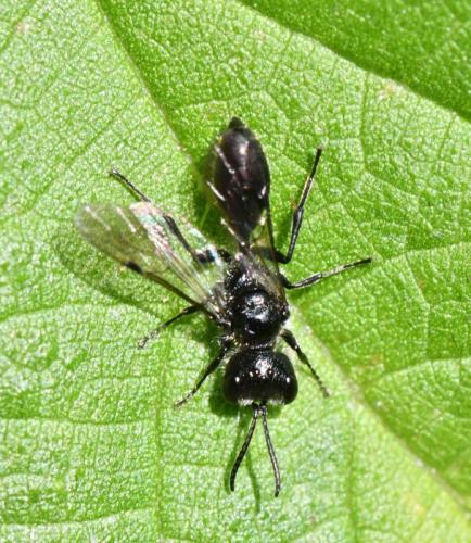 Pemphredon sp.